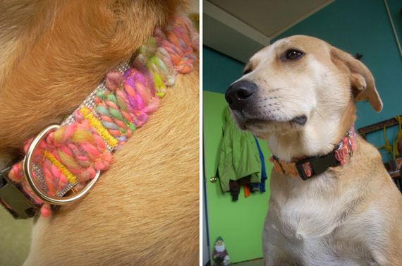 10-Doggy-Collars
