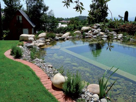 14-backyard-natural-swimming-pool