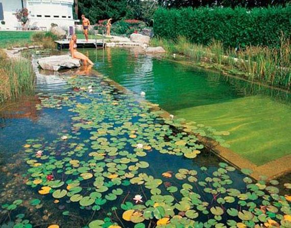 19-backyard-natural-swimming-pool