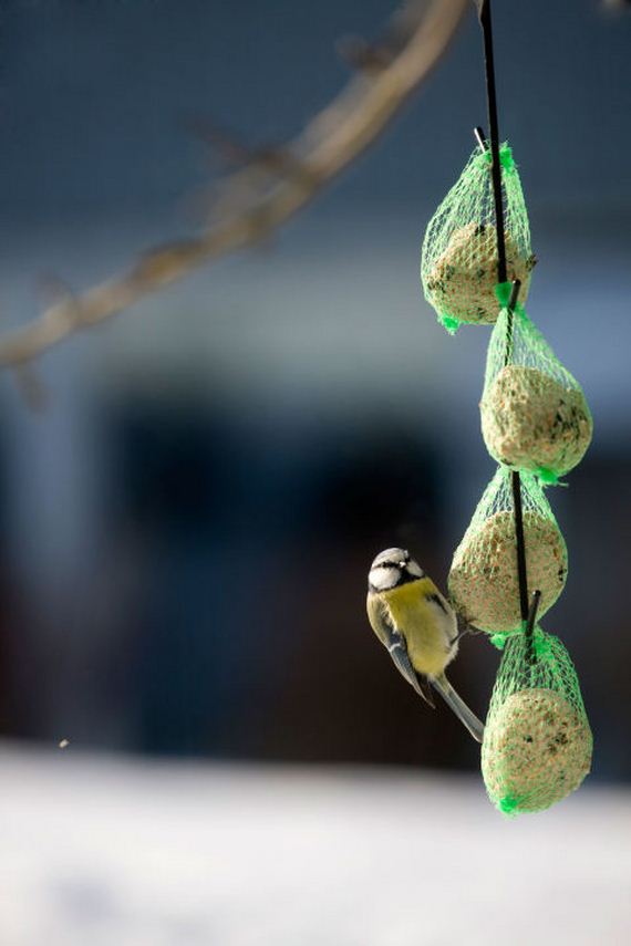 06-homemade-bird-feeders