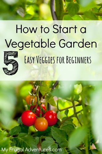 5-ways-to-start-a-veggie-garden