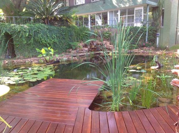 11-backyard-natural-swimming-pool
