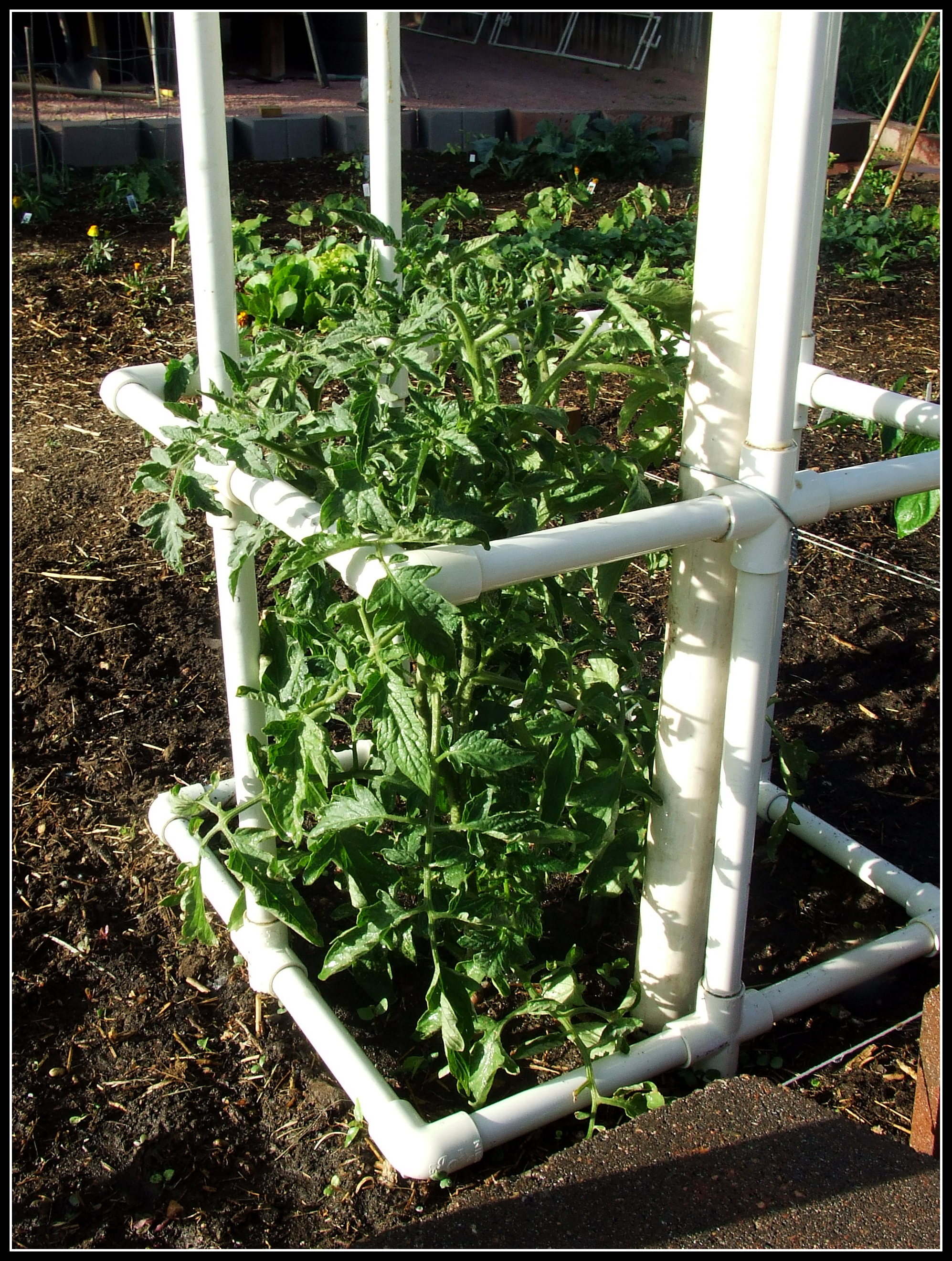 14 Diy Tomato Trellis Diycraftsguru